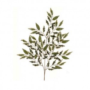 FOGLIA FICUS X3 FO *