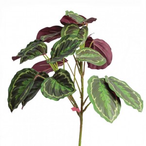 CALATHEA PLANT X18 CM76 - PN9,22 *