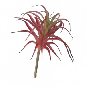 PIANTA GRASSA H20cm PG - burgundy *