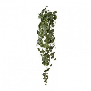 POTHOS cadente H120 CD-frosted green *