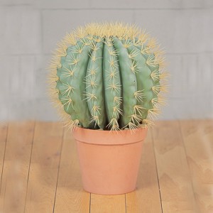 PIANTA CACTUS C/VASO 47,5XH64 PN-green*