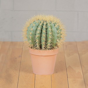 PIANTA CACTUS C/VASO 37,5XH48 PN-green*