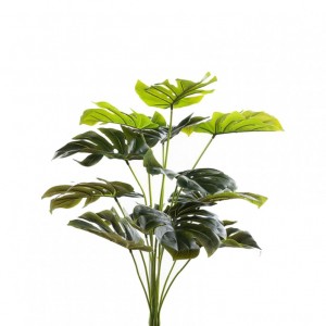 MONSTERA MAZZO X12 H60 MO - green *