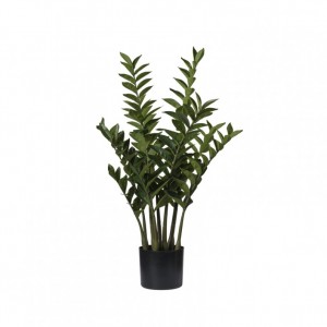 PIANTA ZAMIFOGLIA X9 C/VASO H88 PN-gree*