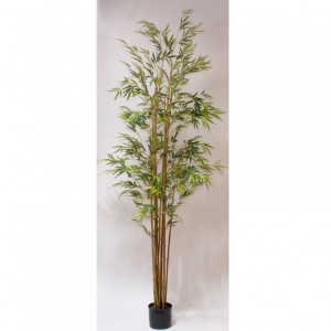 MINI BAMBOO PLANT CM 210 PN110,00 *