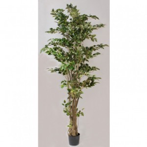 PIANTA FICUS H210 PN - green *