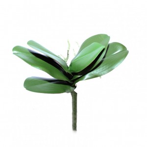 FOGLIA ORCHIDEA PHALAEN. H32 FO *
