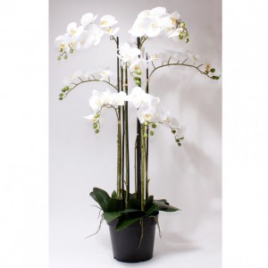 PIANTA PHALAENOPSIS CM109 OR *