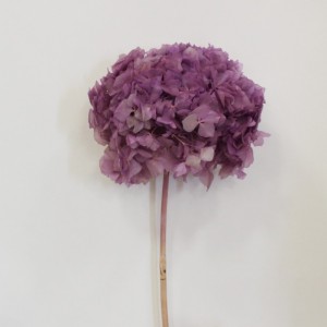 ortensia stabilizz. D18/20H30 - mora