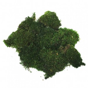 MUSCHIO INDIANO 300GR- verde *