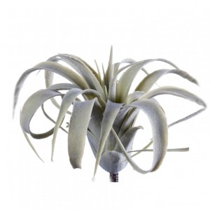 TILLANDSIA H15 CM TI