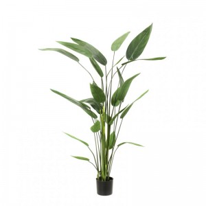 HELICONIA PLANT CM175 - PN112.40 *