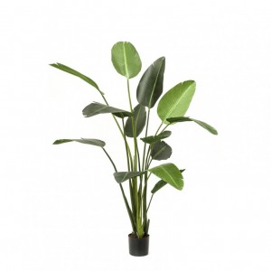 PLANT STERLICE H230CM - PN206,90 *