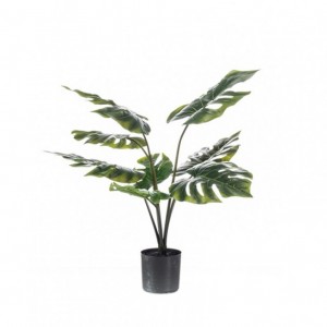 MONSTERA PLANT 60 cm PN *