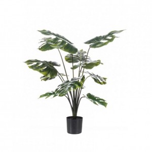 PIANTA MONSTERA 80 cm PN *