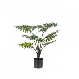 PIANTA PHILODENDRON 60 cm PN *