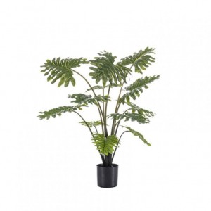 PIANTA PHILODENDRON 80 cm PN *