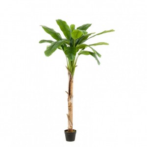 PIANTA BANANO H180cm PN *