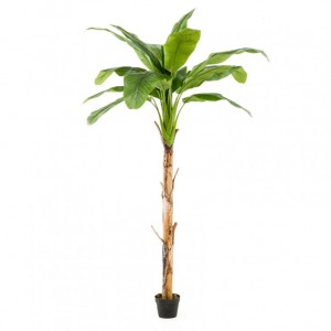 BANANO PLANT H210CM - PN114.60 *