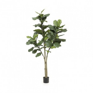 PIANTA FICUS LYRATA H180CM PN *