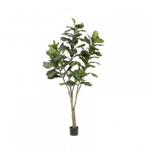 PIANTA FICUS H210CM PN *