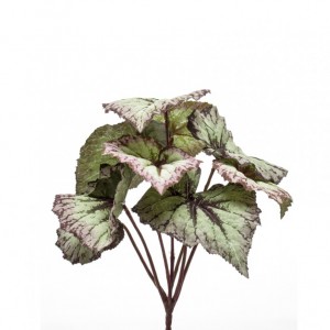 BEGONIA BUSH H25 CM -BE6.25 *