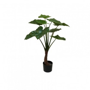 PIANTA ALOCASIA H90CM  *