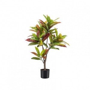 PIANTA CROTON 95 cm PN *