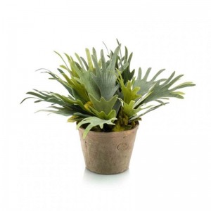 STAGHORN PLANT 38 cm PN *