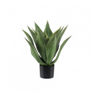 PIANTA AGAVE X15 H55CM PN *