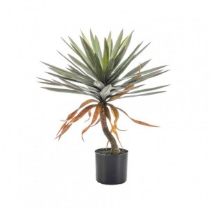 PIANTA YUCCA H75 con vaso PN *