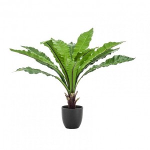 PIANTA ASPLENIUM FERN H75CM PN *