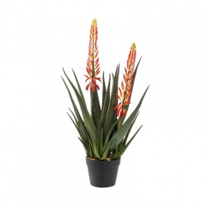 PIANTA ALOE 2 FIORI H80cm PN *