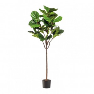 PIANTA FICUS LYRATA H155CM PN *