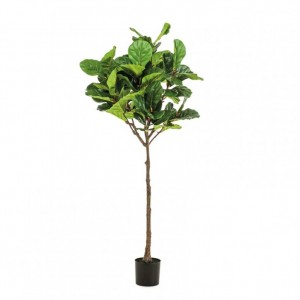 PIANTA FICUS LYRATA H195CM PN *