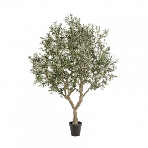 PIANTA OLIVO H250cm PN *