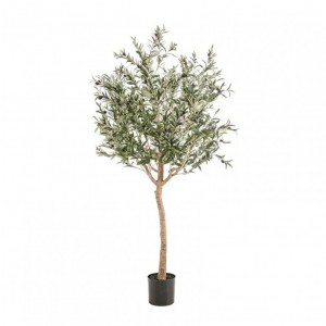 PIANTA OLIVO H180CM PN *