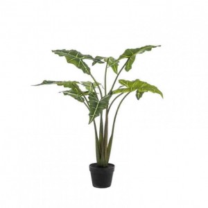 PIANTA ALOCASIA H120 cm PN *