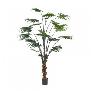 PIANTA PALMA H240cm PN *