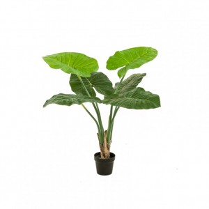 PIANTA ALOCASIA H90cm PN *