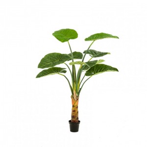 PIANTA ALOCASIA H160cm PN *
