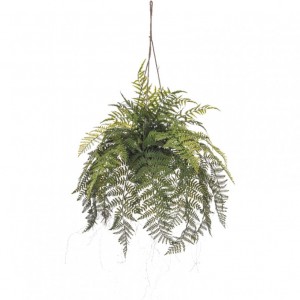 PIANTA RUMOHRA 80cm - PN *