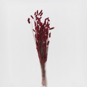 LAGURUS ESSICCATO 100GR H70 CM-bordeaux