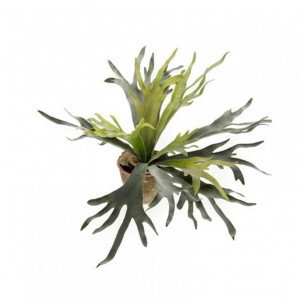 PIANTA STAGHORN 75 cm PN *
