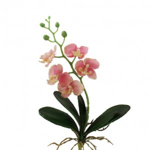 ORCHIDEA PHALAEN. H30 OR -pink *