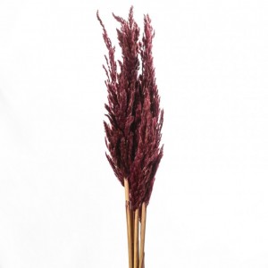 ERYANTHUS 10PZ H115cm - bordeaux