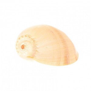 CONCHIGLIA MELO DIADEMA 15cm