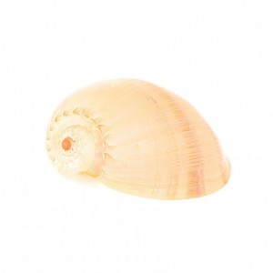 CONCHIGLIA MELO DIADEMA 20cm