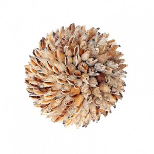 SFERA CONCHIGLIE STROMBUS D15 CM