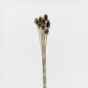 CARDO PALUSTRE H50/60cm PZ10 -oro